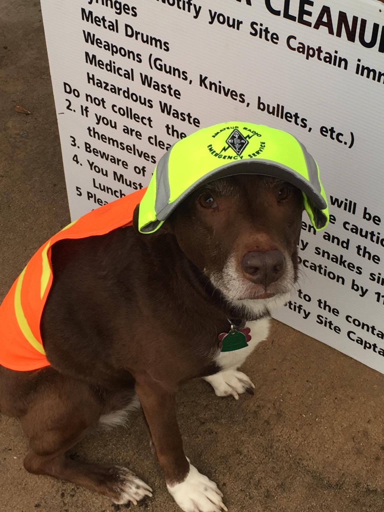 Jada (K9DOG) ready for patrol