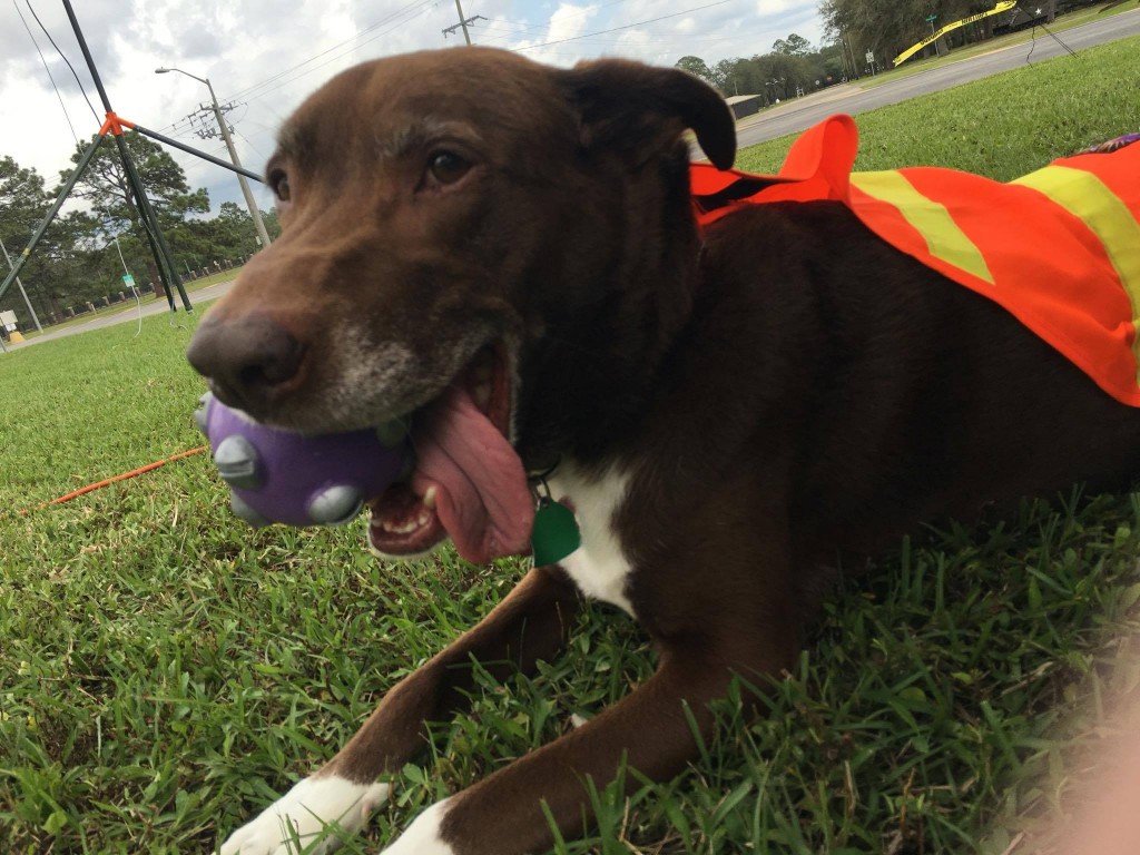 Honorary Member "K9DOG" taking a much needed rest after working hard to keep us all on track for set up!